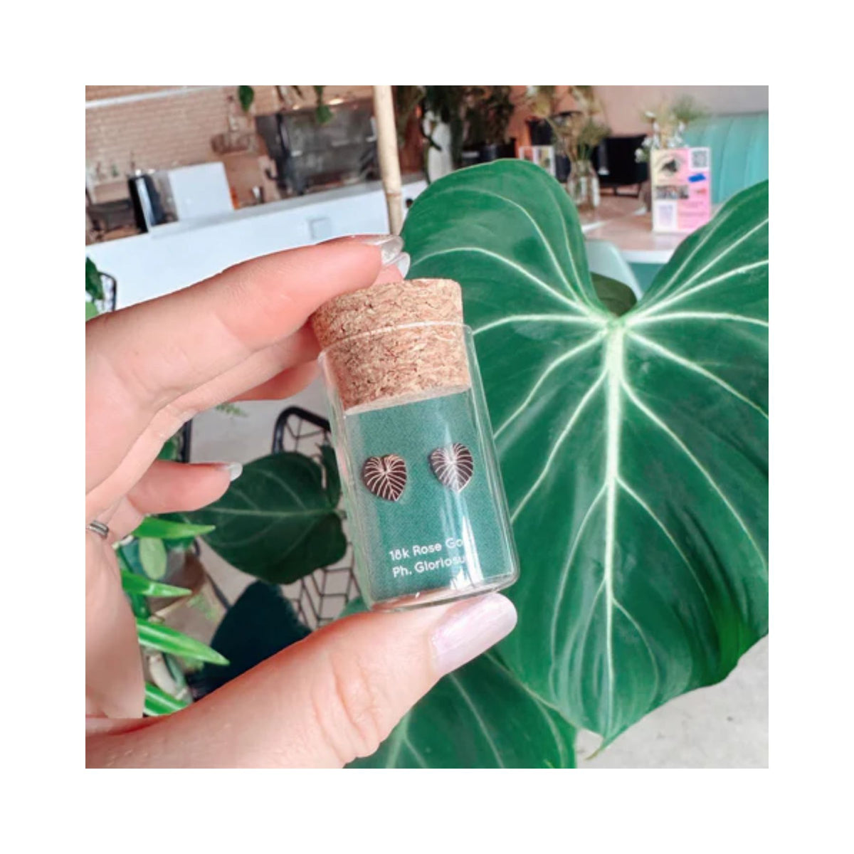 philodendron rose gold Plant Dosage - Philodendron Gloriosum Plant Studs